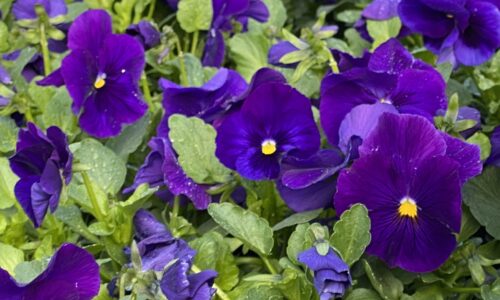 Needham Pansy Day is April 8th!