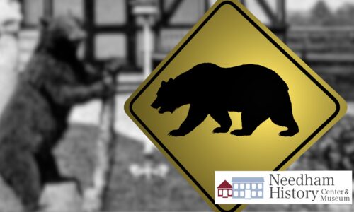 Needham History: Billy Bruin – and Other Bears on the Lam