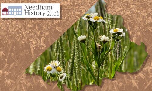 Needham History: The Noyes/Fuller Herbaria