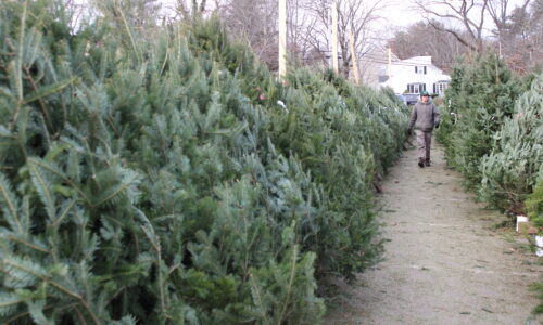 Christmas Trees in Short Supply, Local Retailers Say