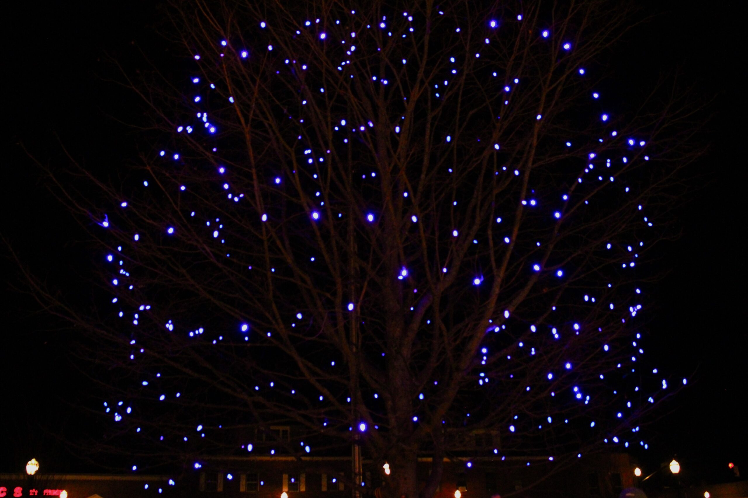 Needhamites ‘Shine a Positive Light’ with Annual Blue Tree Lighting