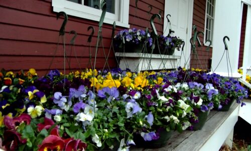 41st Annual Pansy Day