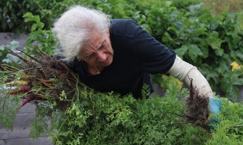 ‘Small Farm with a Mighty Heart’: Summer Growth at Needham Community Farm