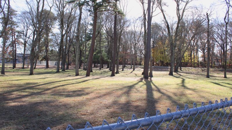 Off-Leash Dog Area Considered at Mills Field, Rosemary Lake