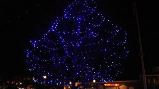 Blue Tree Shines in its 70th Year