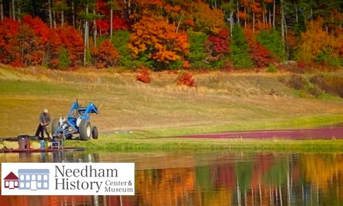 Needham History: Cranberries! – Who Knew?