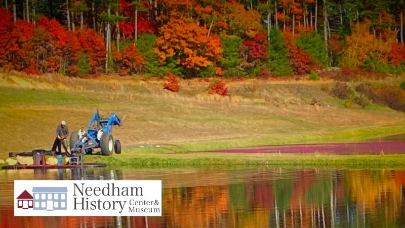 Needham History: Cranberries! – Who Knew?