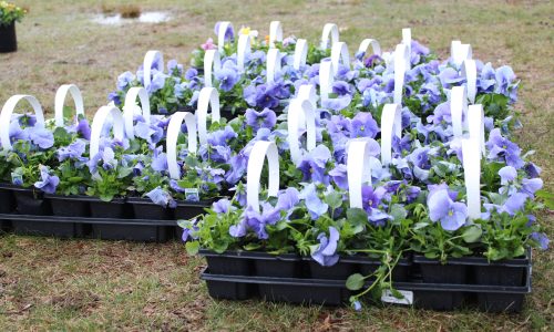 For Pansy Growers, ‘The Weather Dictates the Crop’