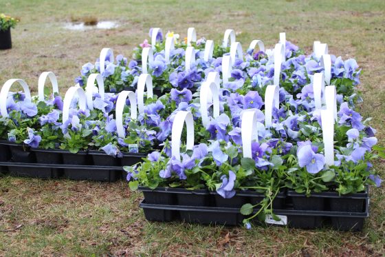 For Pansy Growers, ‘The Weather Dictates the Crop’