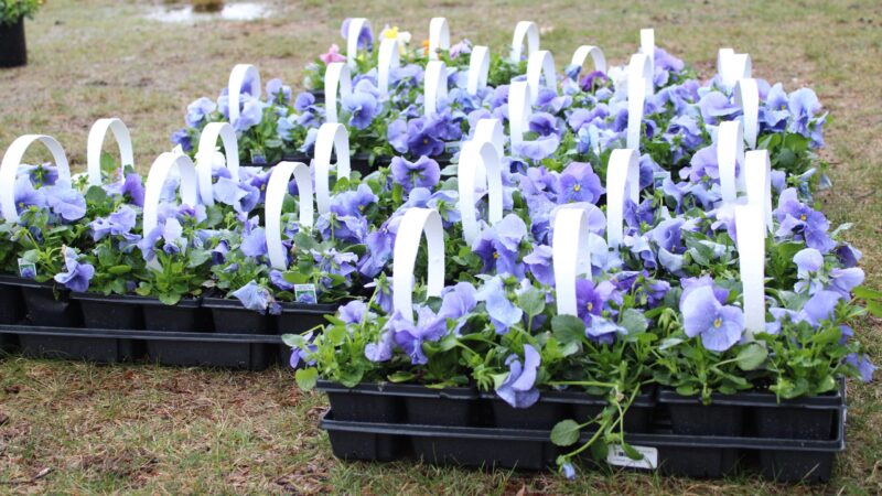 For Pansy Growers, ‘The Weather Dictates the Crop’