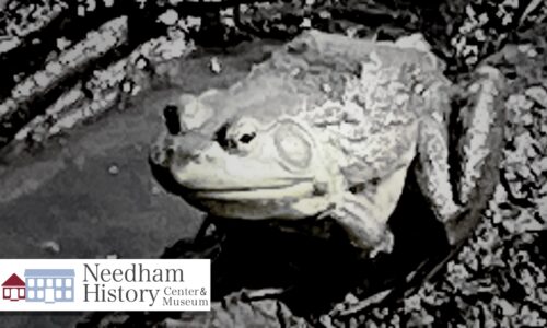 Needham History: Frogs Under the Tongue? There’s a Cure for That!
