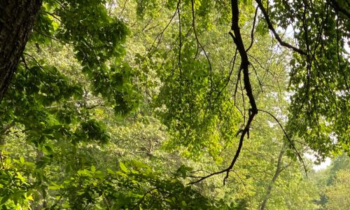 New Tree Plantings to Provide Shade Along Neighborhood ‘Hotspots’
