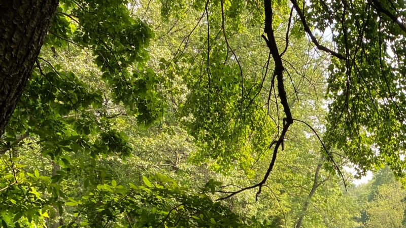 New Tree Plantings to Provide Shade Along Neighborhood ‘Hotspots’