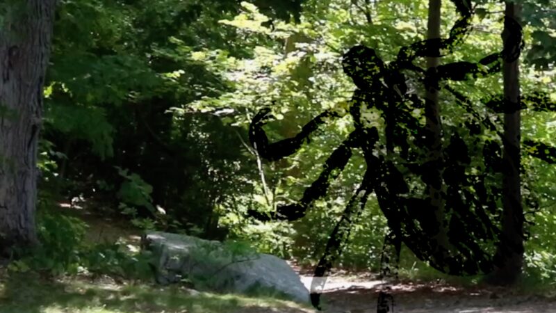 Staying Safe Amid Up-Tick in Ticks