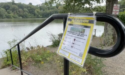 Rosemary Lake Experiencing Algal Bloom