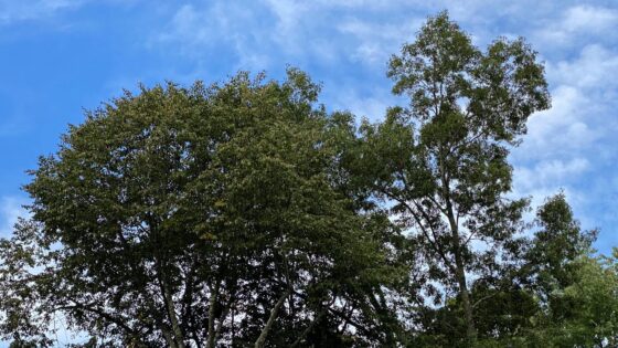 Tree ByLaw Leaves Room for Negotiation