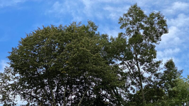 Tree ByLaw Leaves Room for Negotiation